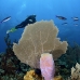 sponge_azure_pat_jar_v_0341_cub6479.jpg